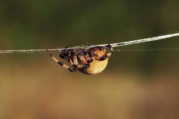 蜘蛛（拉丁语阿兰尼，阿兰尼，古希腊语 ..) — 图库照片