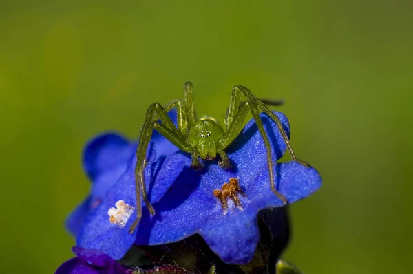 Pavouci (latinský Araneae, Aranei, starověký řecký ..) — Stock fotografie