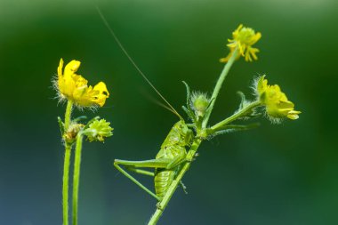 Çekirge (Latince Tettigonioidea.)