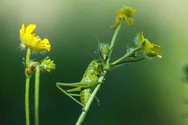 Çekirge (Latince Tettigonioidea.)