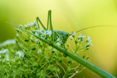 Çekirge (Latince Tettigonioidea.)