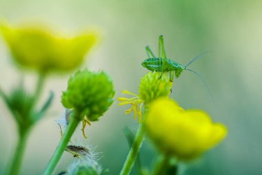 Çekirge (Latince Tettigonioidea.)
