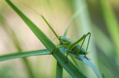 Çekirge (Latince Tettigonioidea.)