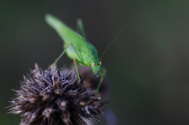 Çekirge (Latince Tettigonioidea.)