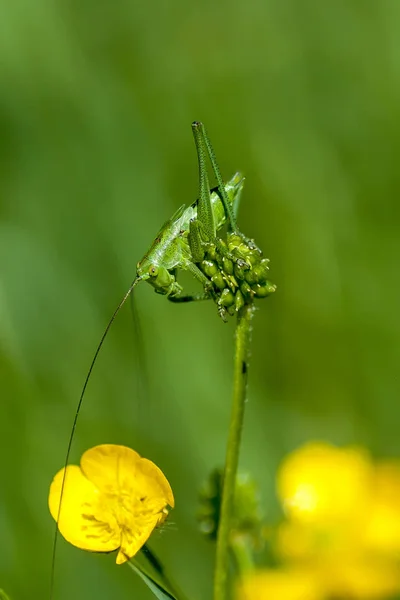 메뚜기 (라틴어 Tettigonioidea.) — 스톡 사진