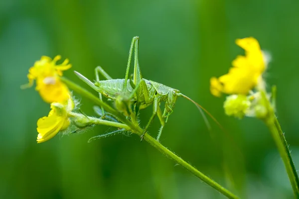 메뚜기 (라틴어 Tettigonioidea.) — 스톡 사진