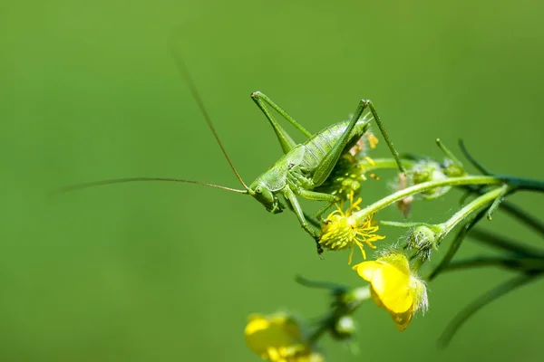 Sauterelles (Tettigonioidea latine .) — Photo