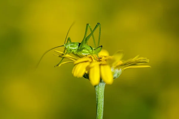 Grasshoppers (Latin Tettigonioidea.) — Stock Photo, Image