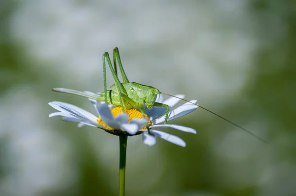 Grasshoppers (Latin Tettigonioidea.) — Stock Photo, Image