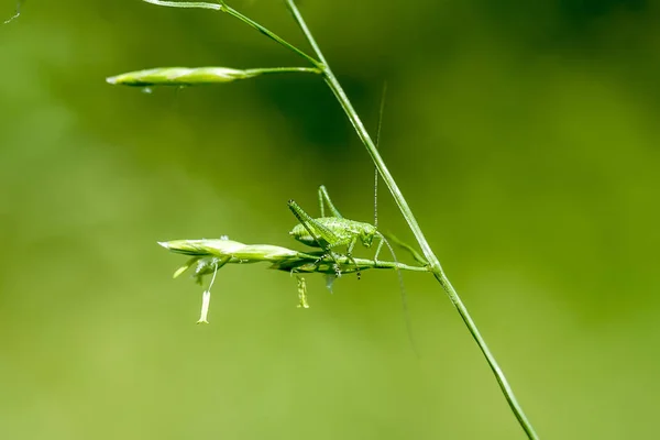 Кузнечики (Латинская Tettigonioidea .) — стоковое фото