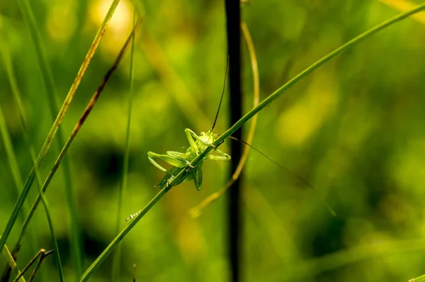 Saltamontes (latín Tettigonioidea .) —  Fotos de Stock