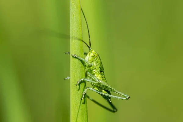 메뚜기 (라틴어 Tettigonioidea.) — 스톡 사진