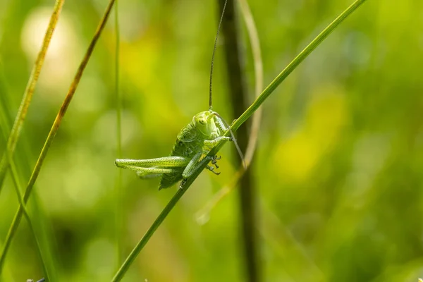 Saltamontes (latín Tettigonioidea .) —  Fotos de Stock