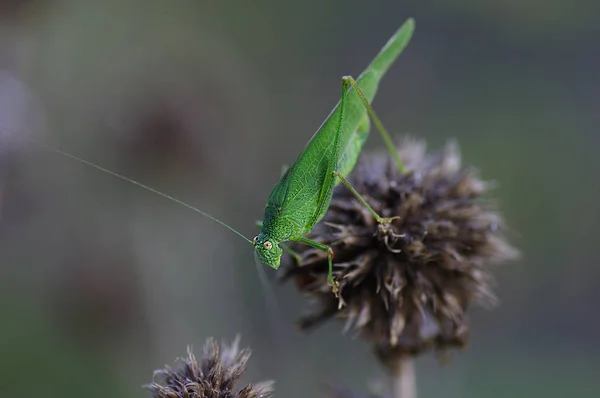 Gräshoppor (Latin Tettigonioidea.) — Stockfoto