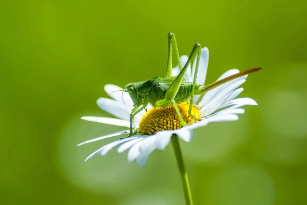 Kobylky (latinský Tettigonioidea.) Stock Snímky