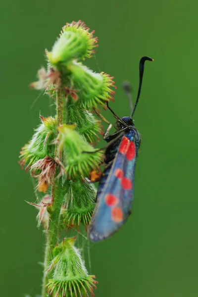 Bastardsvärmare (Latin bastardsvärmare.) - en familj av Lepidoptera — Stockfoto