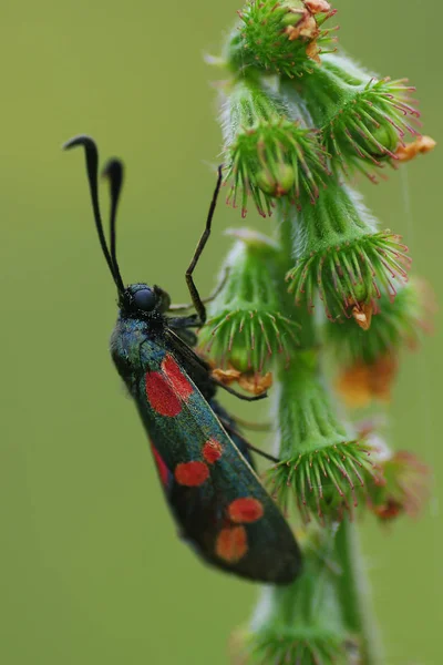 Zygaenidae (lateinisch zygaenidae.) - eine Familie von Lepidoptera — Stockfoto