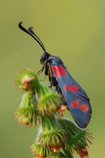 Zygaenidae (lateinisch zygaenidae.) - eine Familie von Lepidoptera — Stockfoto