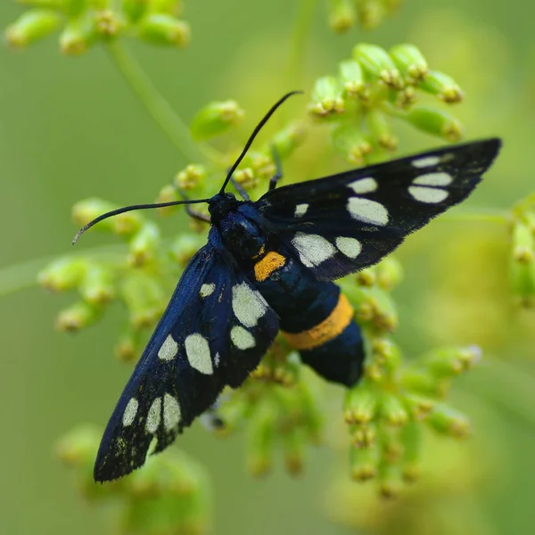 Zygaenidae (Latin Zygaenidae.) - A family of Lepidoptera — Stock Photo, Image