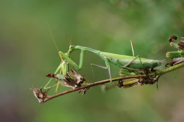 Ortalama mantis veya peygamber devesi dini (Latince Mantis bileğinde.)