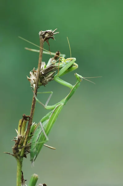 Mante religieuse moyenne (Latin Mantis religiosa .) — Photo