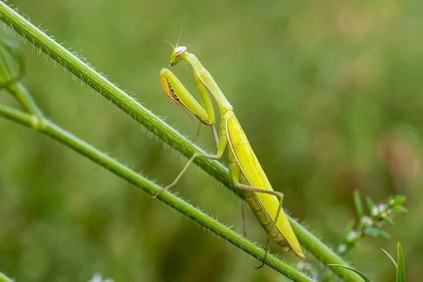 Mante religieuse moyenne (Latin Mantis religiosa .) — Photo