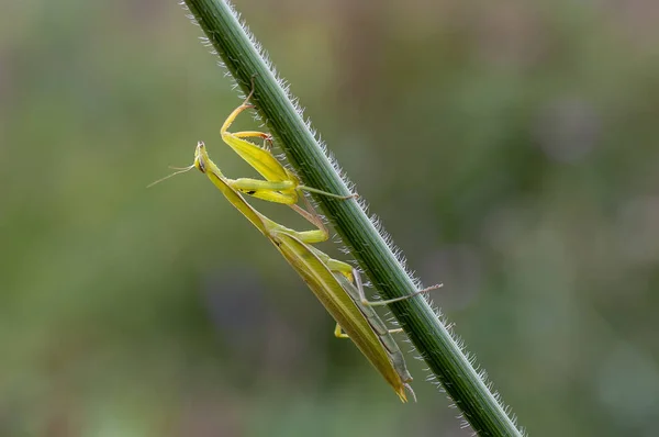 Mante religieuse moyenne (Latin Mantis religiosa .) — Photo