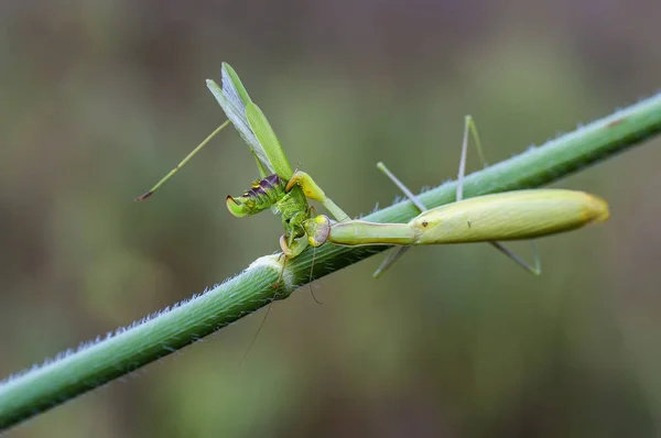 Gemiddelde mantis of mantis religieuze (Latijnse Mantis religiosa.) — Stockfoto