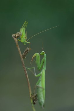  Ortalama mantis veya peygamber devesi dini (Latince Mantis bileğinde.)