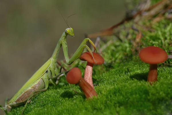 Mante religieuse moyenne (Latin Mantis religiosa .) — Photo