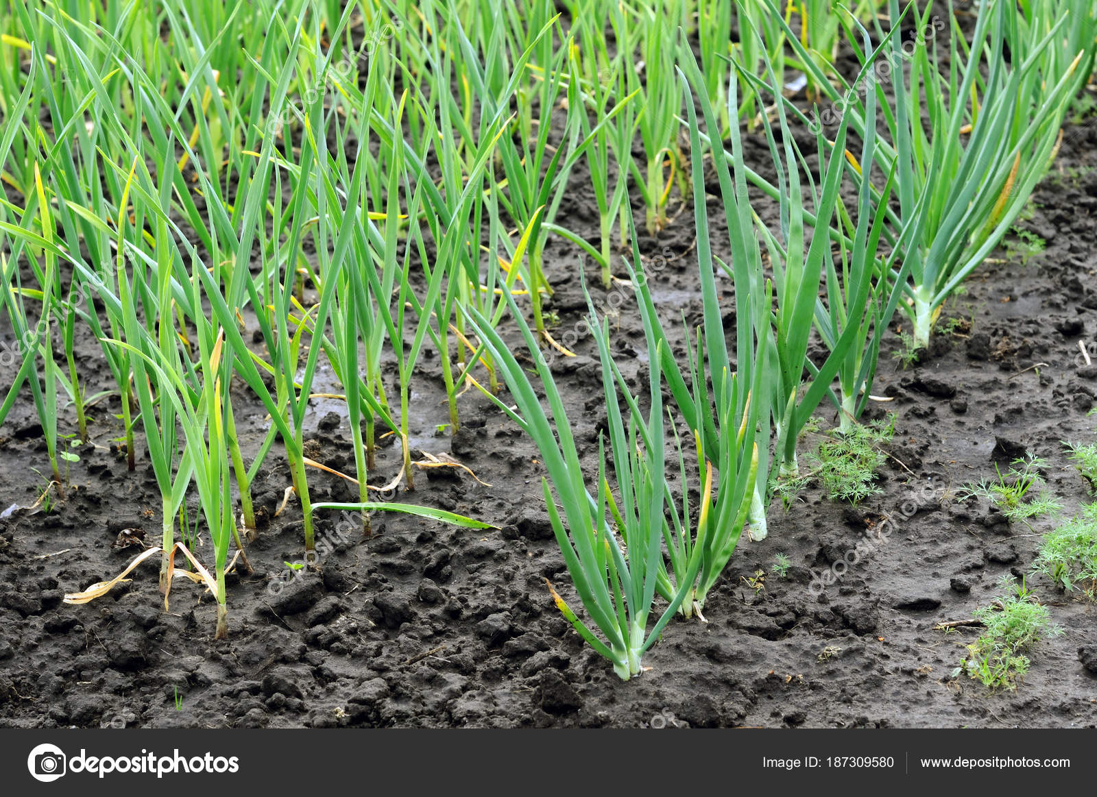 Plantas De Huerto Comprar Plantas De Hortalizas Plantas De Huerto Comprar Plantas De Hortalizas