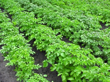           Sebze bahçesinde büyüyen patates tarlası