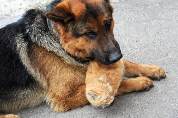 Bajo Proteccion Domestic Gato Perro Relajarse Patio Trasero Granja —  Fotos de Stock