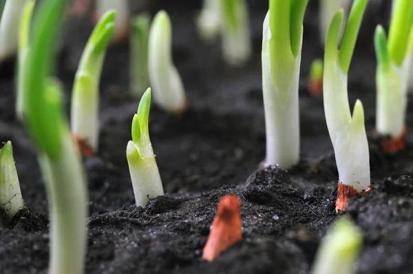 Primer Plano Plantación Cebolla Principios Primavera —  Fotos de Stock
