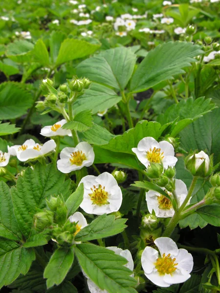 Närbild Blommande Jordgubbar Grönsakslandet Vertikala Sammansättning — Stockfoto