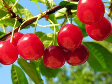 Ağaç dalında olgun kirazlar