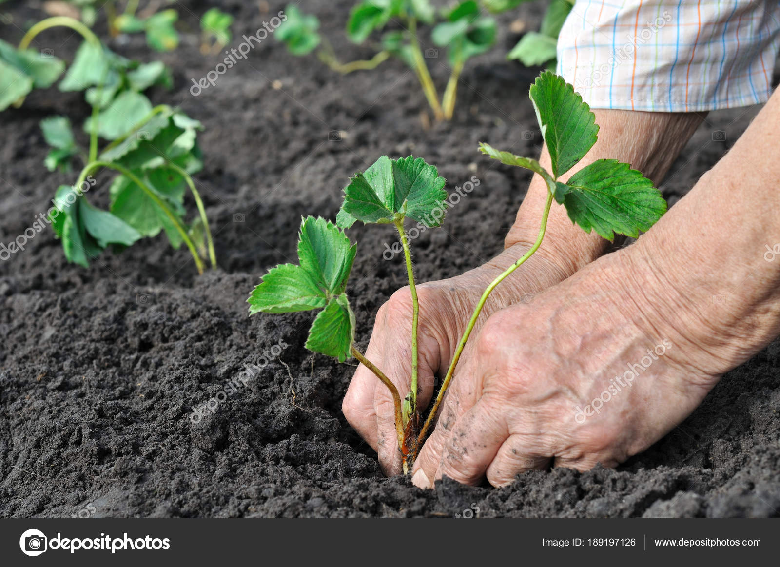 Как посадить клубнику в грунт. Как посадить клубнику в грунт. Клубника на агроволокне. Окучивание клубники. Посадка клубники.