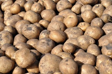 patates hasadı