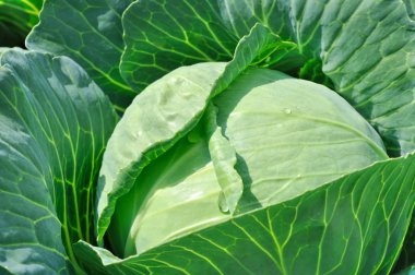 lahana olgunlaşma, yakın çekim