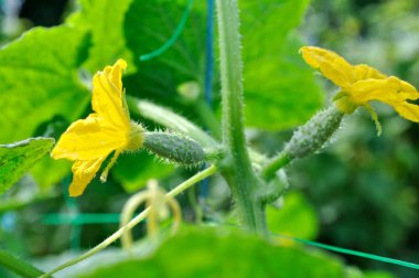 Salatalık saç ekimi