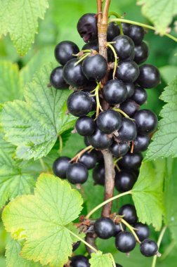  Siyah frenk üzümü