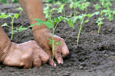 Domates filizlendirmek.