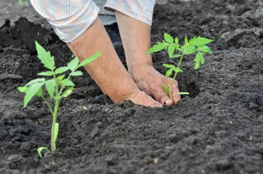sebze bahçesinde domates fide dikim bahçıvan