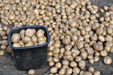  taze hasat patates yığını