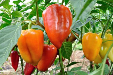 Organik biber plantasyon içinde biber olgunlaşma, yakın çekim