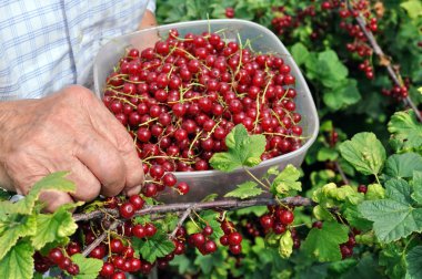Kadın kıdemli malzeme çekme olgun kırmızı kuş üzümü