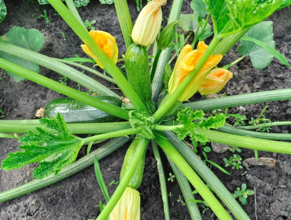 Blomstring av Zucchini – stockfoto