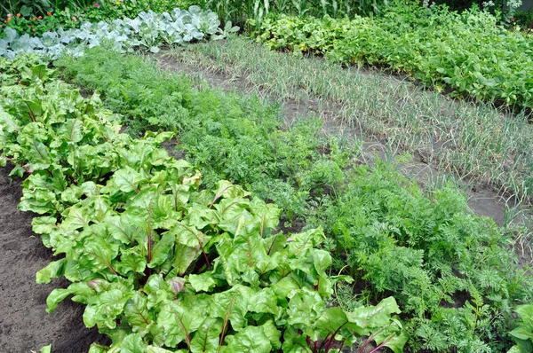 Groentetuin — Stockfoto