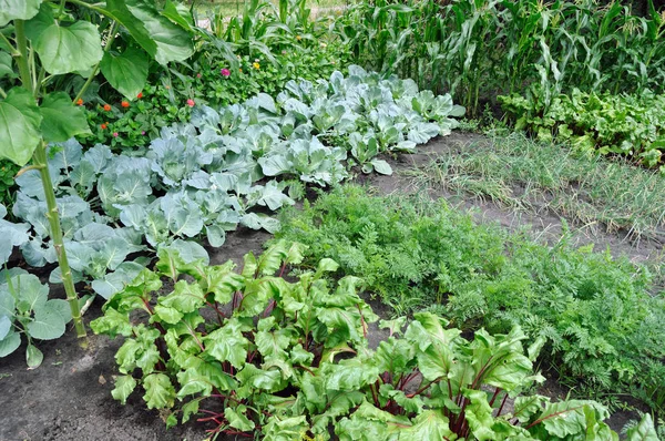 Vegetable garden — Stock Photo, Image