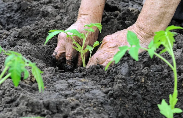 Plantar uma planta cultivada de sementes de tomate — Fotografia de Stock